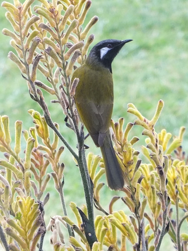 White-eared Honeyeater - Nesoptilotis leucotis  Australia,Eamw birds,Eamw honeyeaters,Geotagged,Nesoptilotis leucotis,White-eared honeyeater,Winter,Yanakie Vic