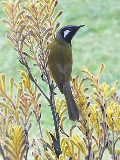 White-eared Honeyeater - Nesoptilotis leucotis  Australia,Eamw birds,Eamw honeyeaters,Geotagged,Nesoptilotis leucotis,White-eared honeyeater,Winter,Yanakie Vic