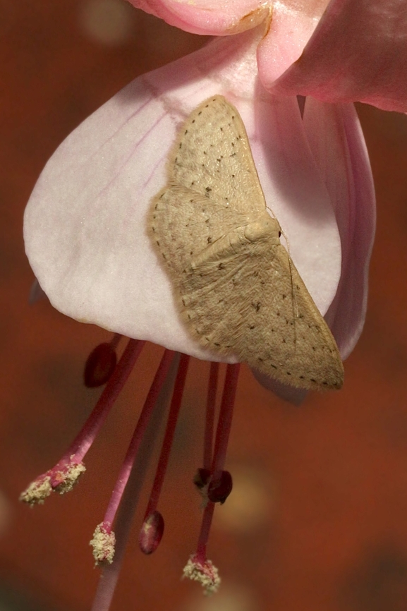 Small Dusty Wave - Idaea seriata Observed resting on a Fuschia flower Australia,Eamw moth,Encounter Bay SA,Fall,Geotagged,Idaea seriata,Small dusty wave