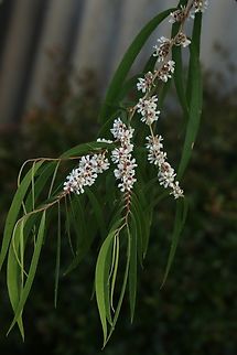 Agonis flexuosa  Agonis flexuosa,Australia,Eamw flora,Encounter Bay SA,Geotagged,Spring