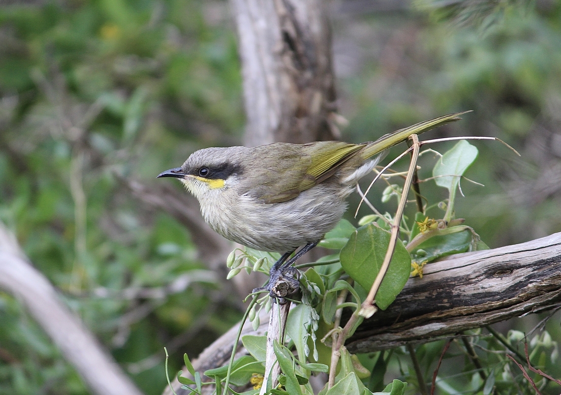 Singing Honeyeater - Gavicalis virescens  Australia,Eamw birds,Eamw honeyeaters,Gavicalis virescens,Geotagged,Mount Billy Conservation Park,Singing honeyeater,Spring