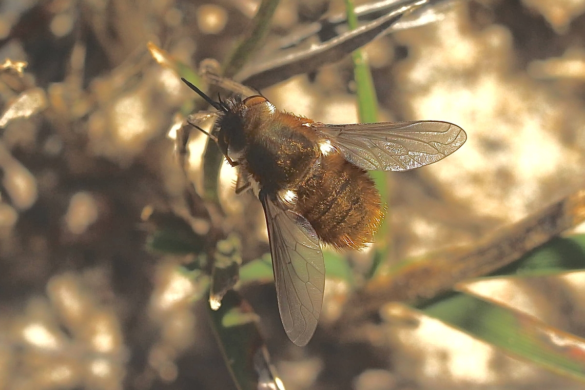 Bee fly - genus Bombylus  Australia,Geotagged,Spring,cox Scrub,eamw bee flies