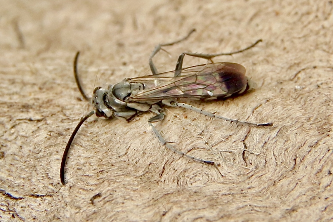 Spider wasp - Pompilus cinereus  Australia,Eamw wasps,Fall,Geotagged,Mount Billy Conservation Park,Pompilus  cinereus,Pompilus cinereus