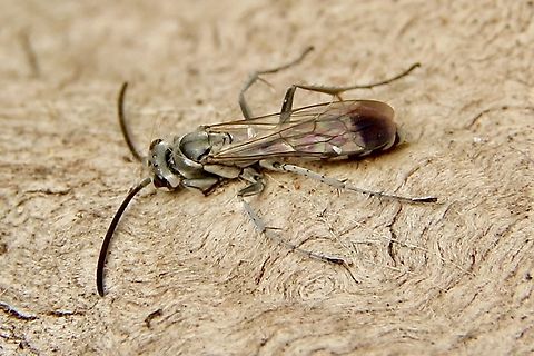 Spider wasp - Pompilus cinereus  Australia,Fall,Geotagged,Pompilus  cinereus,Pompilus cinereus