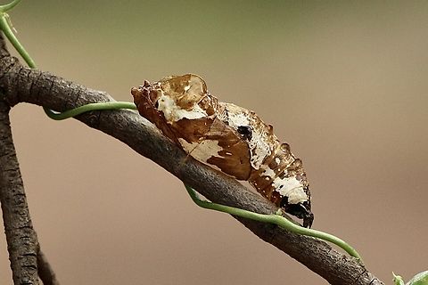 Red-spotted Jezebel - Delia’s aganippe Red-spotted Jezebel - Delia’s aganippe pupae  found close to host plant ( mistletoe) Australia,Delias aganippe,Delia’s aganippe,Eamw butterflies,Eamw pupae,Fall,Geotagged,Newlands Head conservation park