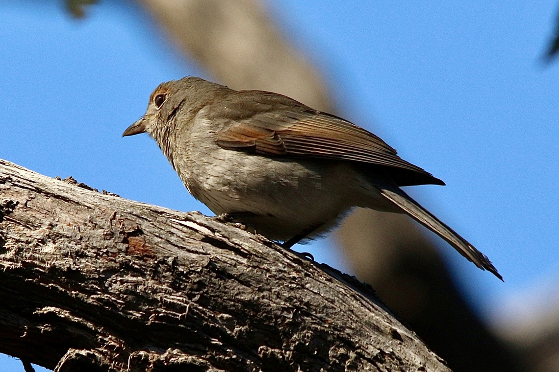 Grey Shrikethrush - Colluricincla harmonica  Australia,Colluricincla harmonica,Fall,Geotagged,Grey shrike-thrush