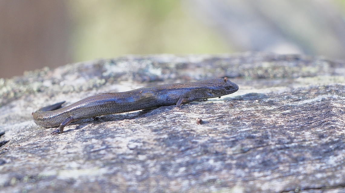 Southern Three-toed Earless Skink - Hemiergis decresiensis  Australia,Eamw reptiles,Eamw skinks,Geotagged,Hemiergis decresiensis,Spring Mount conservation park SA,Three-toed earless skink,Winter