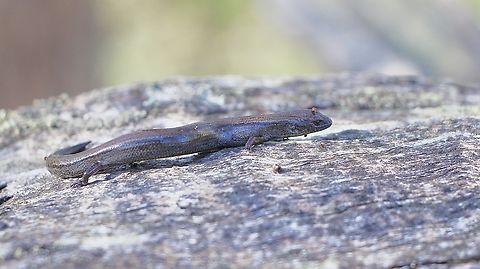 Southern Three-toed Earless Skink - Hemiergis decresiensis  Australia,Eamw reptiles,Eamw skinks,Geotagged,Hemiergis decresiensis,Spring Mount conservation park SA,Three-toed earless skink,Winter