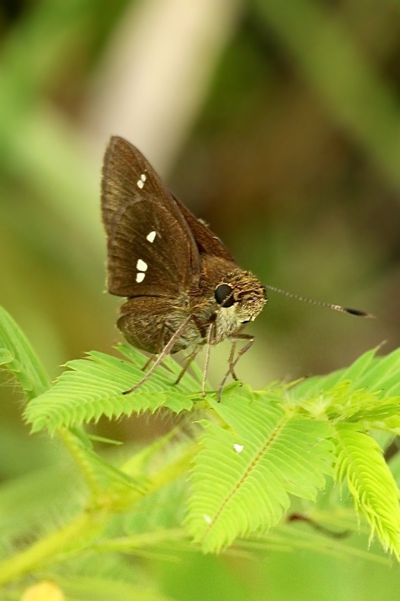 Twin-spot Skipper - Oligoria maculata  Eamw butterflies,Geotagged,Oligoria maculata,Orlando,Summer,United States,eamw skippers
