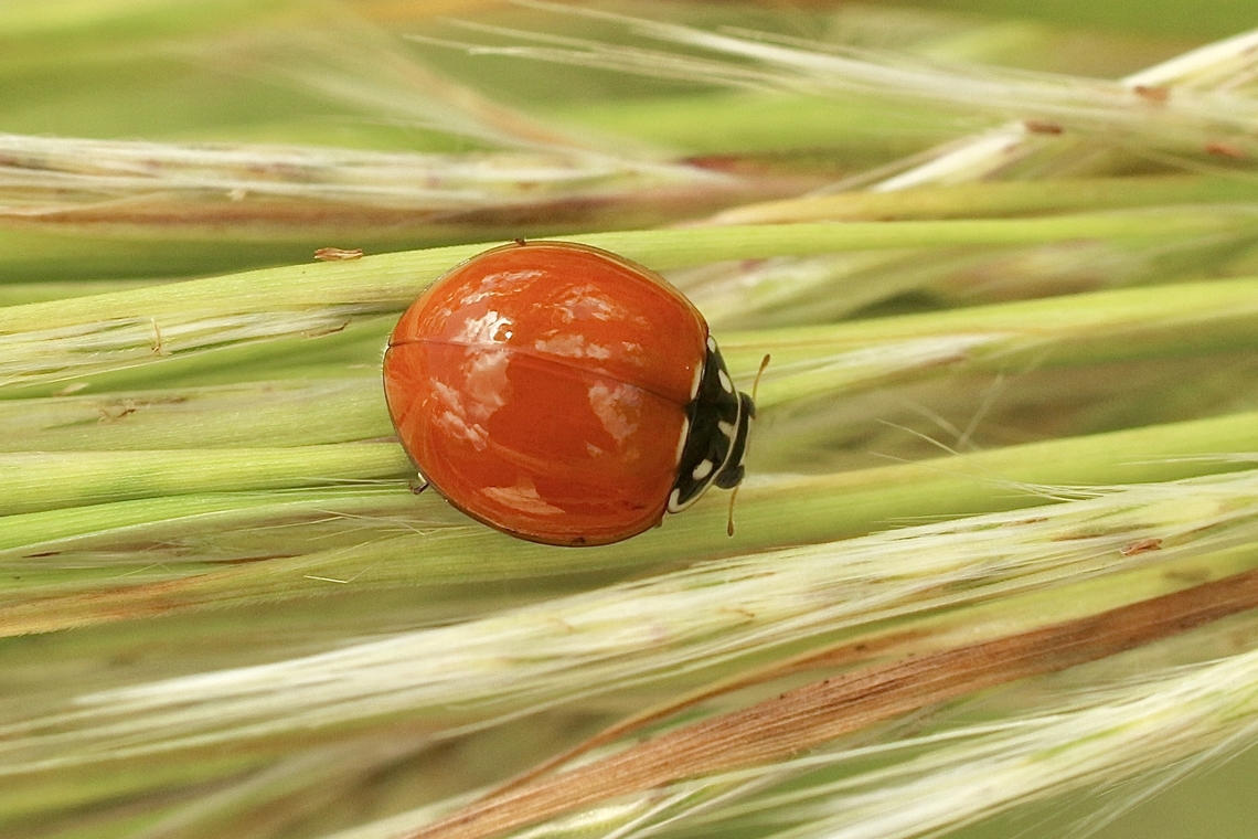 Spotless Ladybird Beetle - Cycloneda sanguinea  Cycloneda sanguinea,Geotagged,Spotless Ladybird Beetle,Summer,United States
