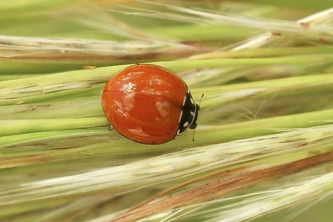 Spotless Ladybird Beetle - Cycloneda sanguinea  Cycloneda sanguinea,Geotagged,Spotless Ladybird Beetle,Summer,United States