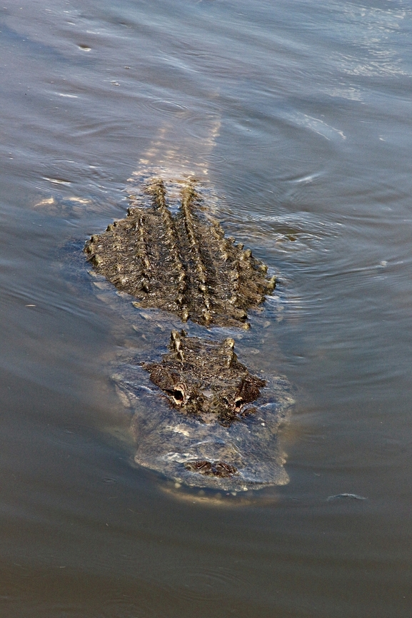 American Alligator - Alligator mississippiensis Observed in an Alligator reserve. ( That is cheating a bit) Alligator mississippiensis,American alligator,Geotagged,Summer,United States