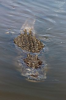 American Alligator - Alligator mississippiensis Observed in an Alligator reserve. ( That is cheating a bit) Alligator mississippiensis,American alligator,Geotagged,Summer,United States