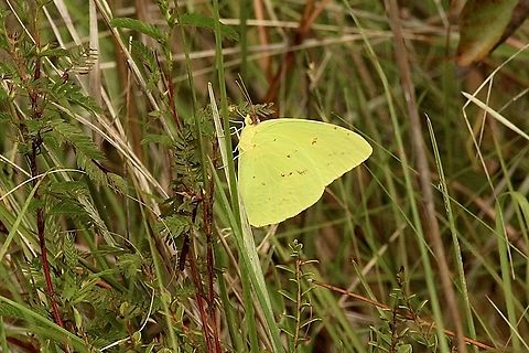 Cloudless Sulphur - Phoebis sennae  Cloudless sulphur,Eamw butterflies,Geotagged,Orlando,Phoebis sennae,Summer,United States