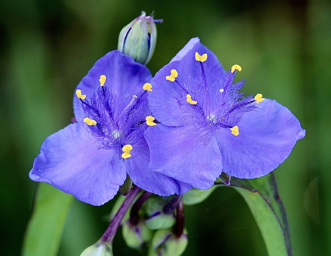 Ohio Spiderwort - Tradescantia ohiensis  Geotagged,Ohio spiderwort,Tradescantia ohiensis,United States,Winter