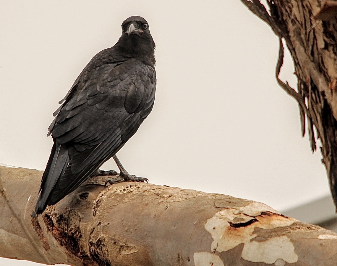 Little raven - Corvus mellori  Australia,Corvus mellori,Eamw birds,Geotagged,Little raven,Port Elliot SA,Spring
