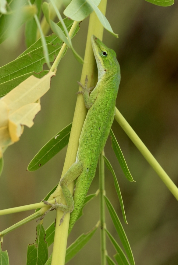Green Anol - Anolis carolinensis  Anolis carolinensis,Carolina anole,Geotagged,Summer,United States