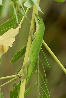 Green Anol - Anolis carolinensis  Anolis carolinensis,Carolina anole,Geotagged,Summer,United States