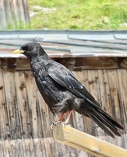 Alpine chough - Pyrrhocorax graculus  Alpine chough,Austria,Eamw birds,Geotagged,Pyrrhocorax graculus,Summer