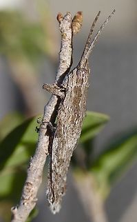 Bark-mimicking Grasshopper - Coryphistes ruricola  Australia,Bark-Mimicking Grasshopper,Clifton springs Vic,Coryphistes ruricola,Eamw grasshoppers,Geotagged,Spring