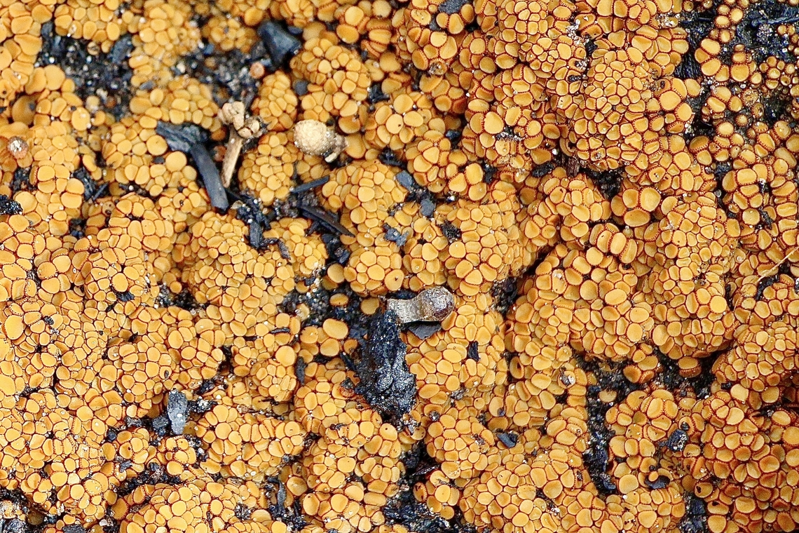 Scutellinia setosa Growing on burned areas in bush land. Australia,Eamw fungi,Fall,Geotagged,Mount Billy Conservation Park,Scutellinia setosa
