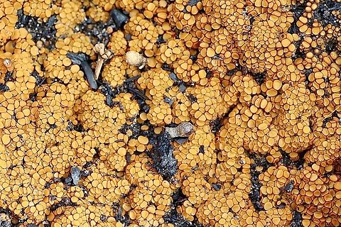 Scutellinia setosa Growing on burned areas in bush land. Australia,Eamw fungi,Fall,Geotagged,Mount Billy Conservation Park,Scutellinia setosa