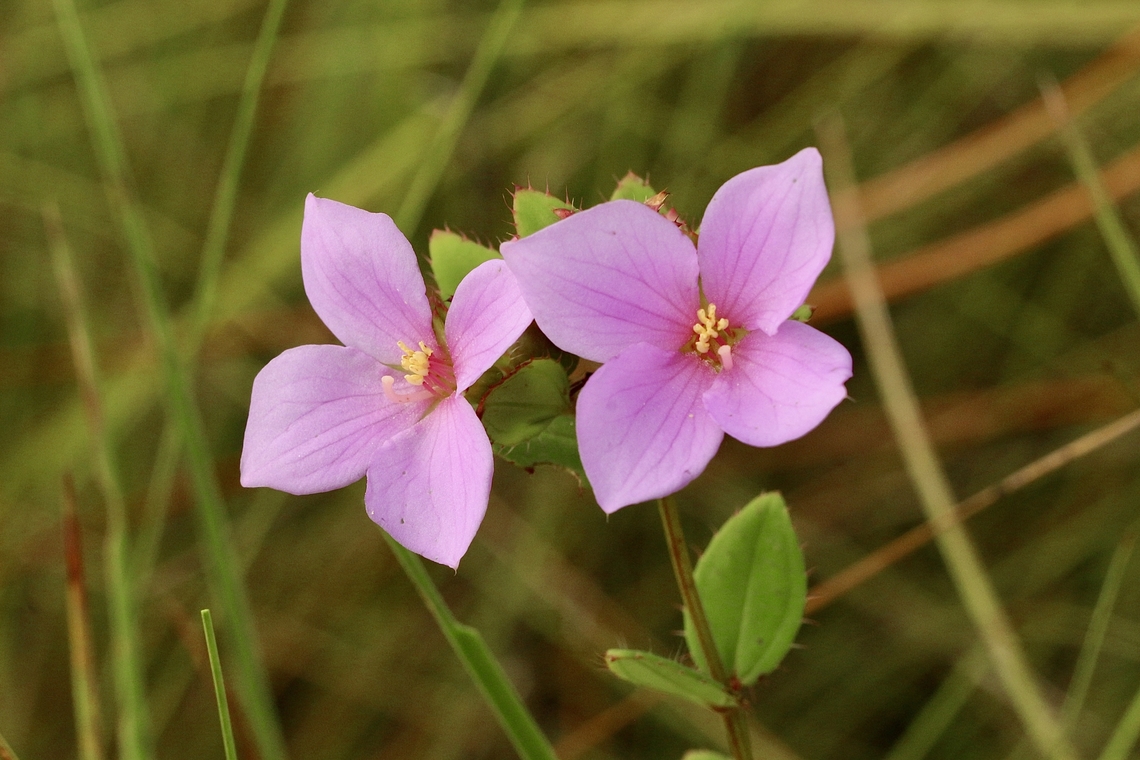 Nuttall's Meadowbeauty - Rhexia nuttallii  Eamw flora,Geotagged,Orlando,Rhexia nuttallii,Summer,United States