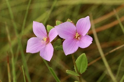 Nuttall's Meadowbeauty - Rhexia nuttallii  Eamw flora,Geotagged,Orlando,Rhexia nuttallii,Summer,United States