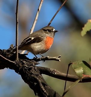 Scarlet Robin - Petroica boodang  Australia,Eamw birds,Fall,Geotagged,Petroica boodang,Scarlet Robin,Spring Mount conservation park SA