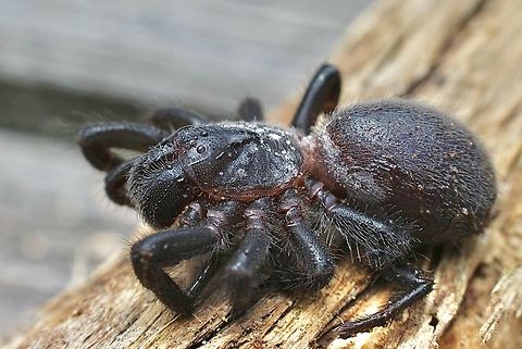 Sydney funnel-web spider - Atrax robustus Observed under a fallen log. Atrax robustus,Australia,Geotagged,Summer,Sydney funnel-web spider