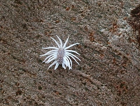 Telsimia glorious Telsimia glorious is a species of ladybug belonging to the family Coccinellidae, first described in 2005. It is native to Queensland, Australia, and is part of the genus Telsimia.
 Wikimedia bie.ala.org.au Australia,Eamw ladybird beetles,Geotagged,Karana Downs Qld,Summer,Telsimia glorious