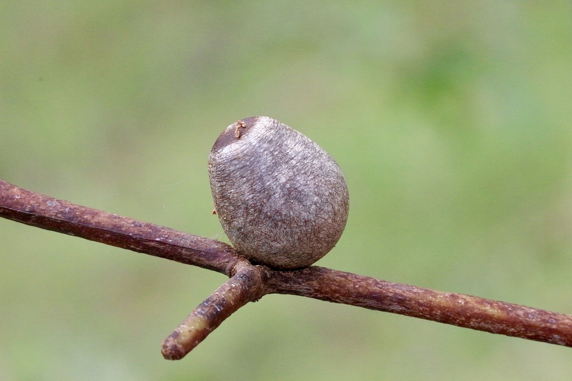 Cocoon of unidentified cup moth species.  Australia,Eamw moth,Geotagged,Karana Downs Qld,Summer