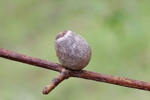 Cocoon of unidentified cup moth species.  Australia,Eamw moth,Geotagged,Karana Downs Qld,Summer