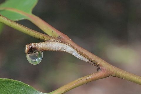 Tube spittle bug - family Machaerotidae  Australia,Eamw spittlebugs,Geotagged,Karana Downs Qld,Summer