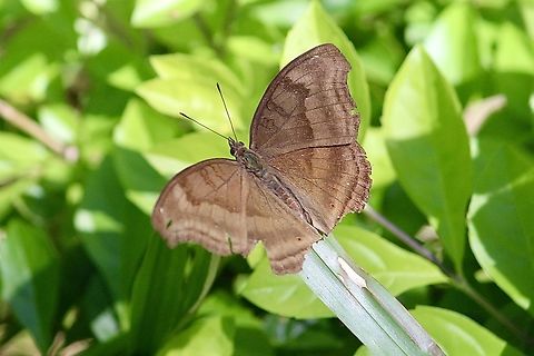 Chocolate Pansy - Junonia iphita  Chocolate pansy,Dong,Eamw butterflies,Fall,Geotagged,Junonia iphita,Vietnam