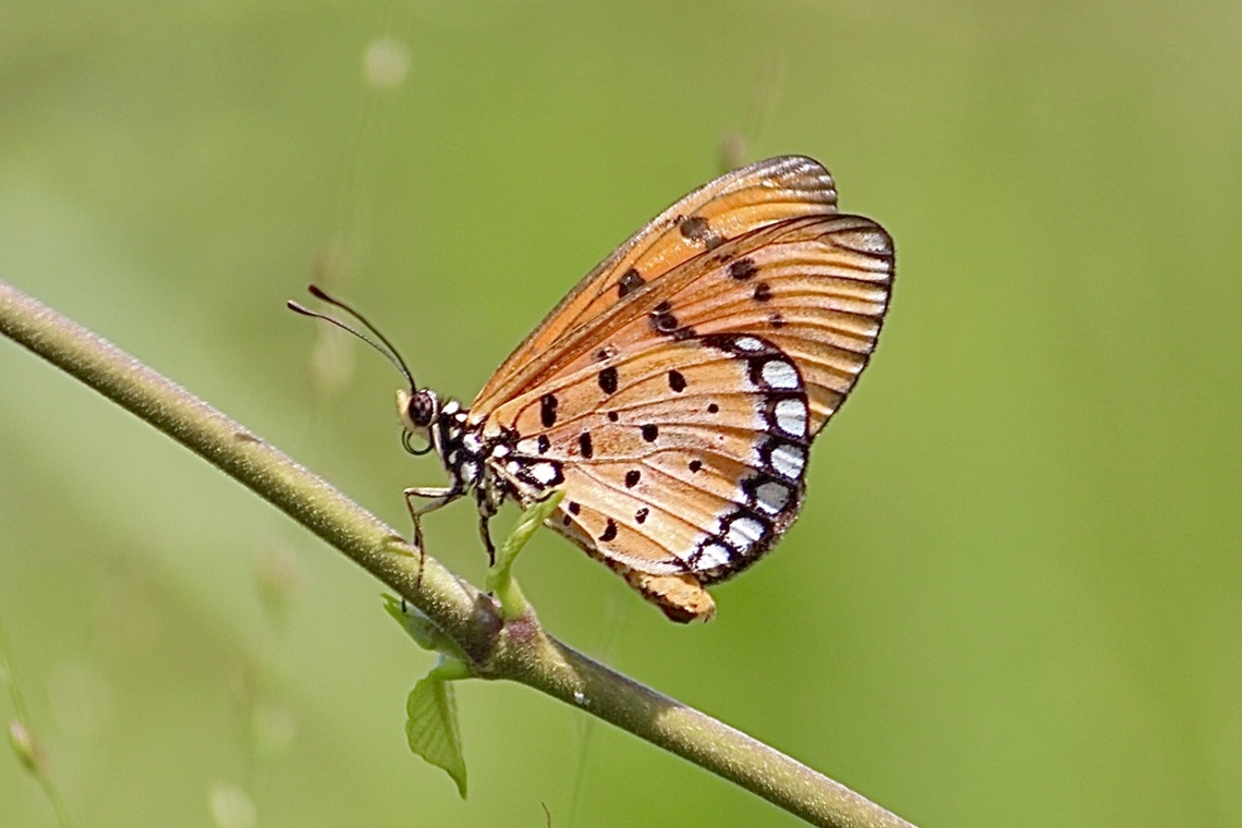 Tawny coster - Acraea terpsicore  Acraea terpsicore,Fall,Geotagged,Tawny coster,Vietnam