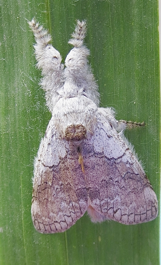 Pale Tussock Moth - Calliteara pudibunda                                 Calliteara pudibunda,Geotagged,Pale tussock,Vietnam,Winter