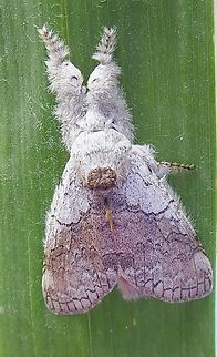 Pale Tussock Moth - Calliteara pudibunda                                 Calliteara pudibunda,Dong Nai,Geotagged,Pale tussock,Vietnam,Winter,eamw moth