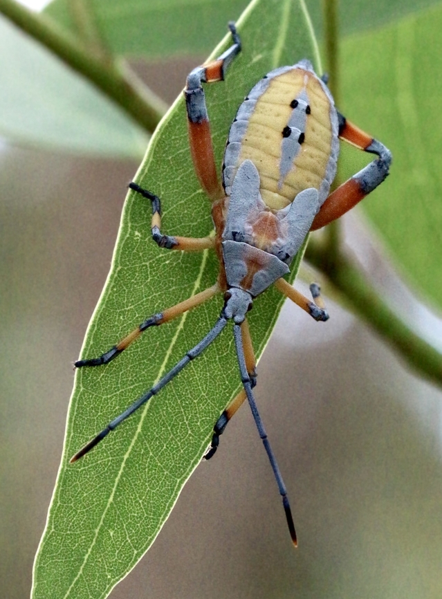 Clown bug- Amorbus alternatus  Amorbus alternatus,Australia,Geotagged,Summer