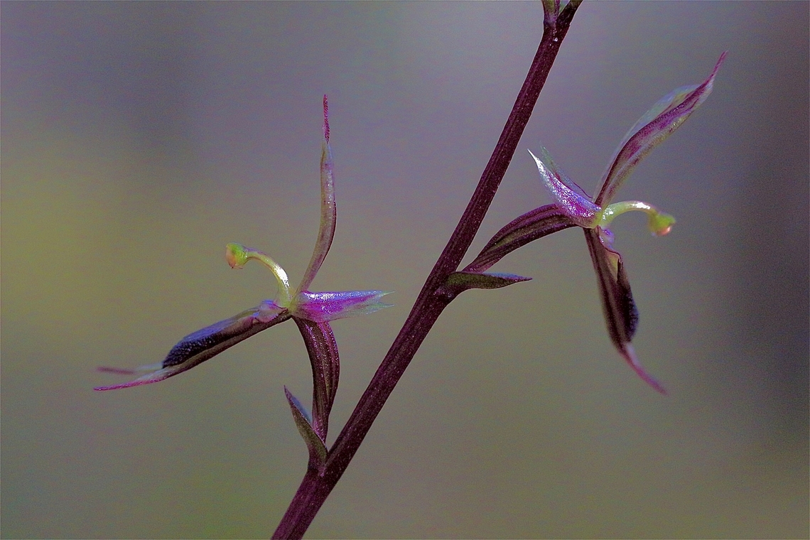 Large Mosquito-Orchid Acianthus exsertus  Acianthus exsertus,Australia,Bairnsdale,Eamw flora,Eamw orchids,Fall,Geotagged,Large mosquito orchid
