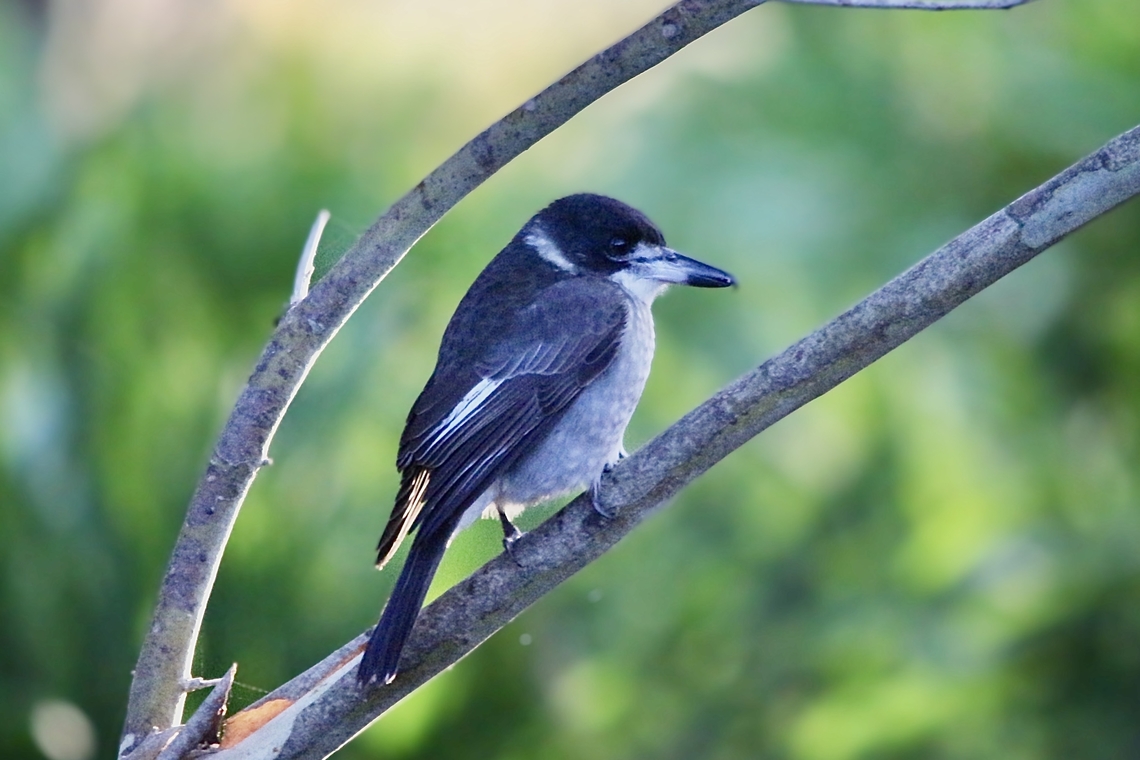 Grey Butcherbird - Cracticus torquatus  Australia,Bairnsdale,Cracticus torquatus,Eamw birds,Fall,Geotagged,Grey Butcherbird