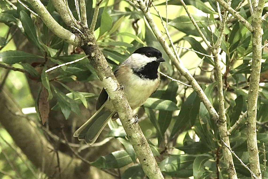 Carolina Chickadee - Poecile carolinensis  Carolina Chickadee,Eamw birds,Geotagged,Orlando,Poecile carolinensis,Summer,United States