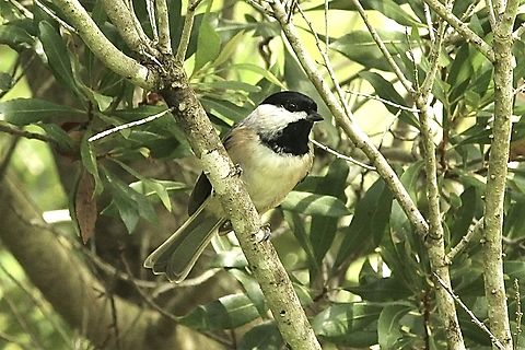 Carolina Chickadee - Poecile carolinensis  Carolina Chickadee,Eamw birds,Geotagged,Orlando,Poecile carolinensis,Summer,United States