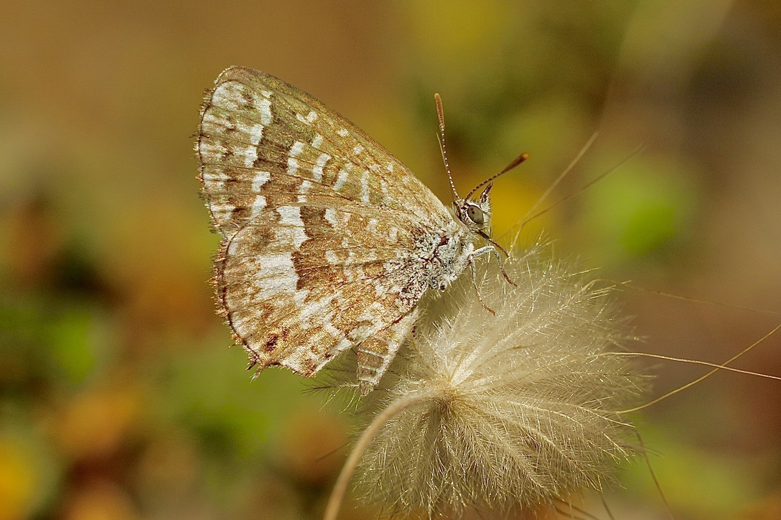 Genus - Theclinesthes  Australia,Eamw butterflies,Geotagged,Newland head conservation park SA,Summer