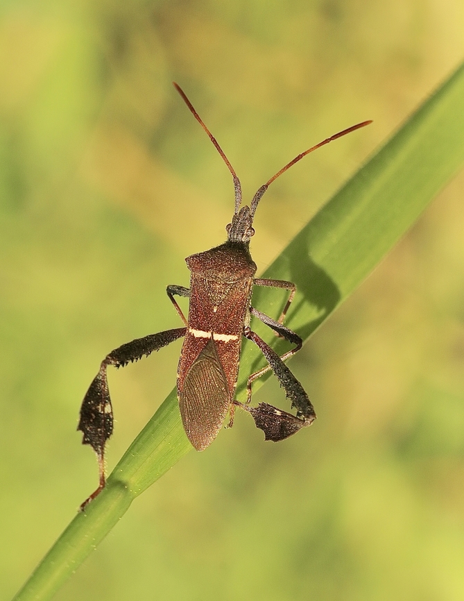 Eastern Leaf-footed Bug - Leptoglossus phyllopus  Florida leaf-footed bug,Geotagged,Leptoglossus phyllopus,United States,Winter