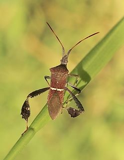 Eastern Leaf-footed Bug - Leptoglossus phyllopus  Florida leaf-footed bug,Geotagged,Leptoglossus phyllopus,United States,Winter