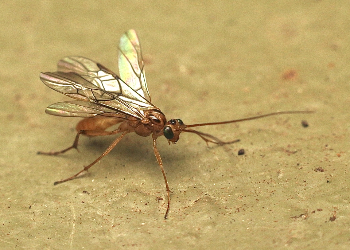 Braconid wasp - Family -  Braconidae Attracted to UV light. Australia,Eamw wasps,Encounter Bay SA,Fall,Geotagged,UVL