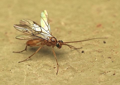 Braconid wasp - Family -  Braconidae Attracted to UV light. Australia,Fall,Geotagged