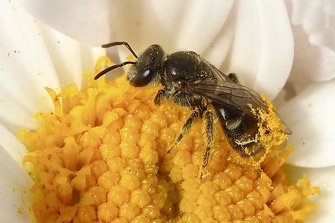 Sweat bee - Genus Lasioglossum  Australia,Eamw bees,Encounter Bay SA,Geotagged,Winter