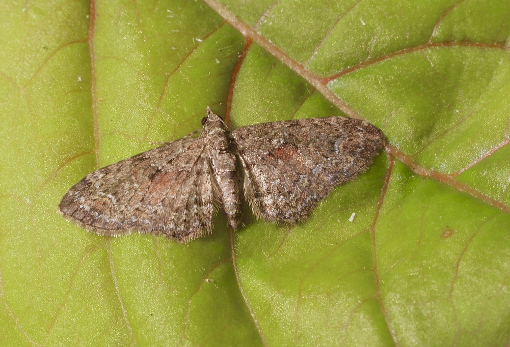 Pome Looper - Pasiphilodes testulata  Australia,Eamw moth,Encounter Bay SA,Geotagged,Pasiphilodes testulata,Pome Looper,UVL,Winter